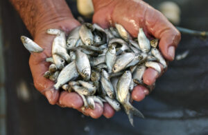 Alevinos estarão disponíveis para retirada nesta quinta-feira