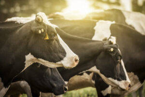 Está aberto o prazo para a Declaração Anual de Rebanho